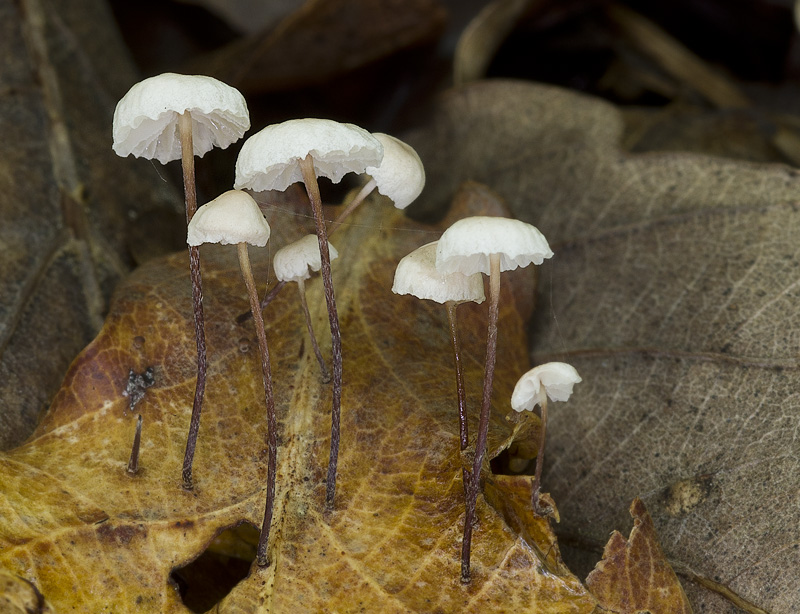 Gymnopus quercophilus